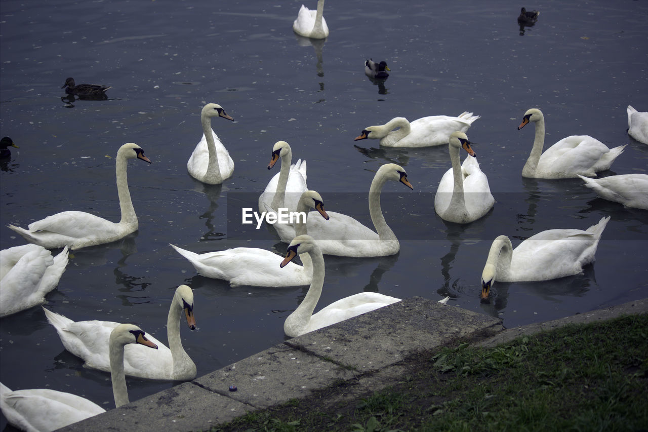 High angle view of swans in lake