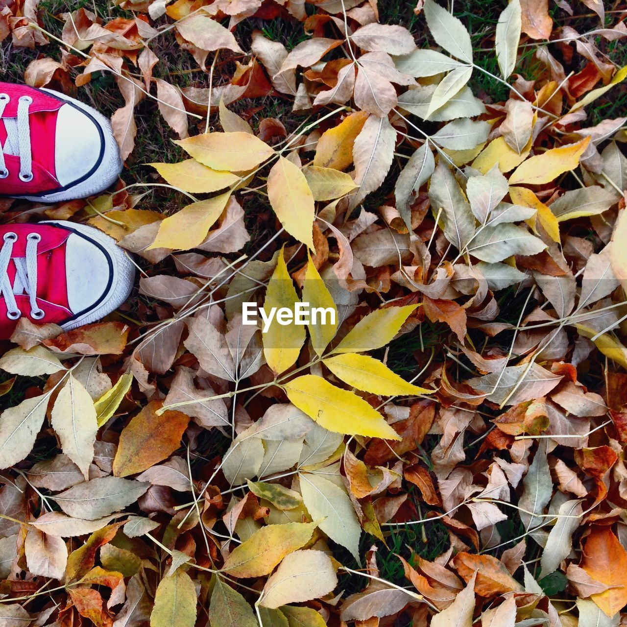 Directly above shot of red canvas shoes on autumn leaves