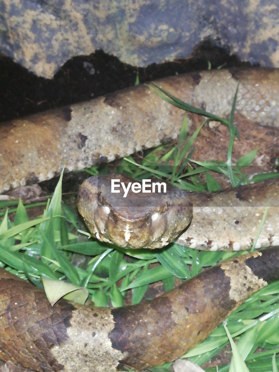 HIGH ANGLE VIEW OF TURTLE ON PLANT