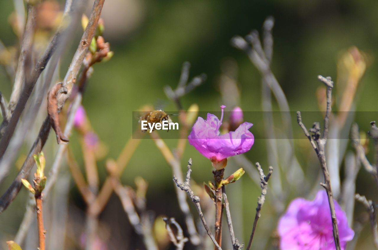 CLOSE-UP OF BEE ON PURPLE FLOWER