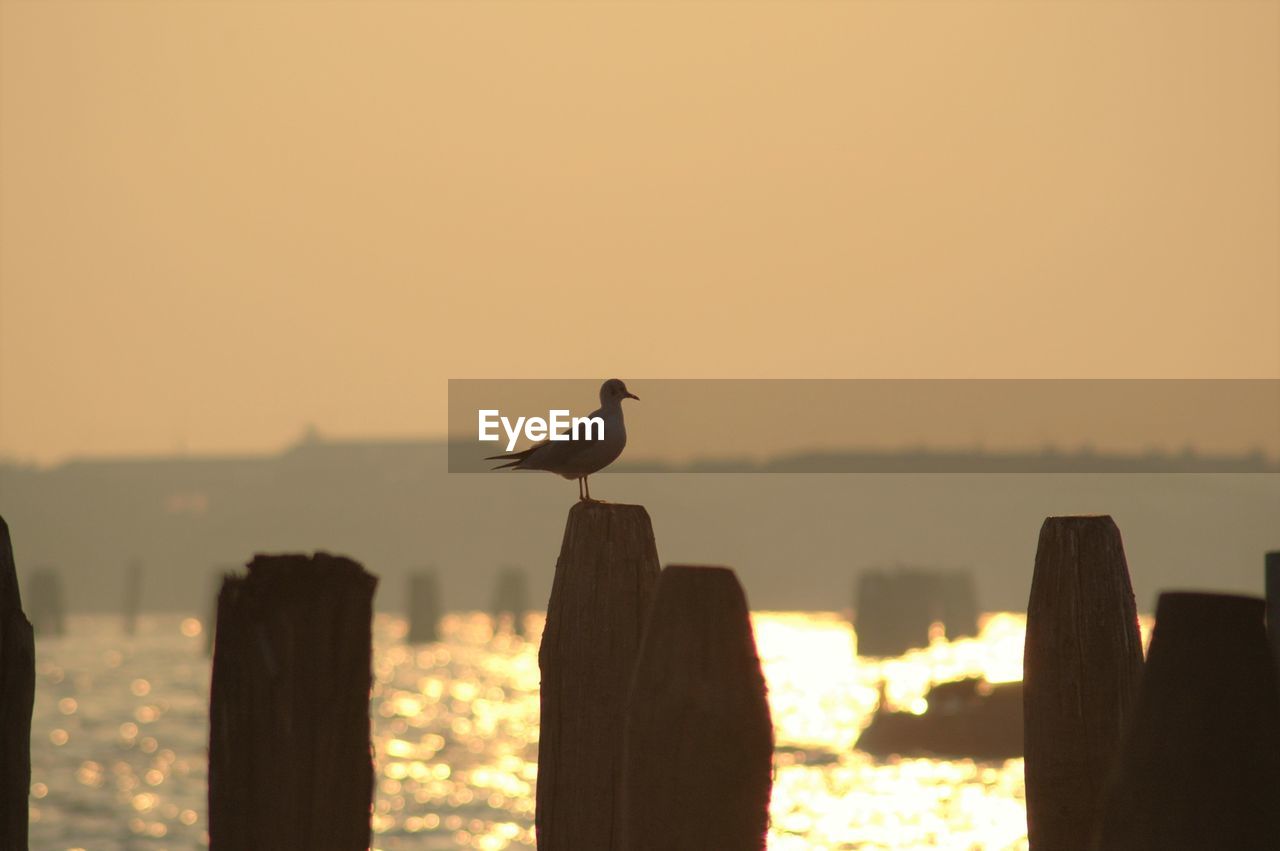 CLOSE-UP OF BIRD PERCHING ON WOODEN POST AGAINST SKY