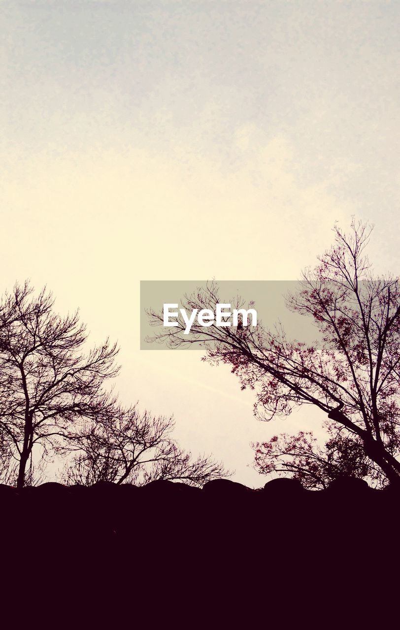 SILHOUETTE OF TREES AGAINST SKY