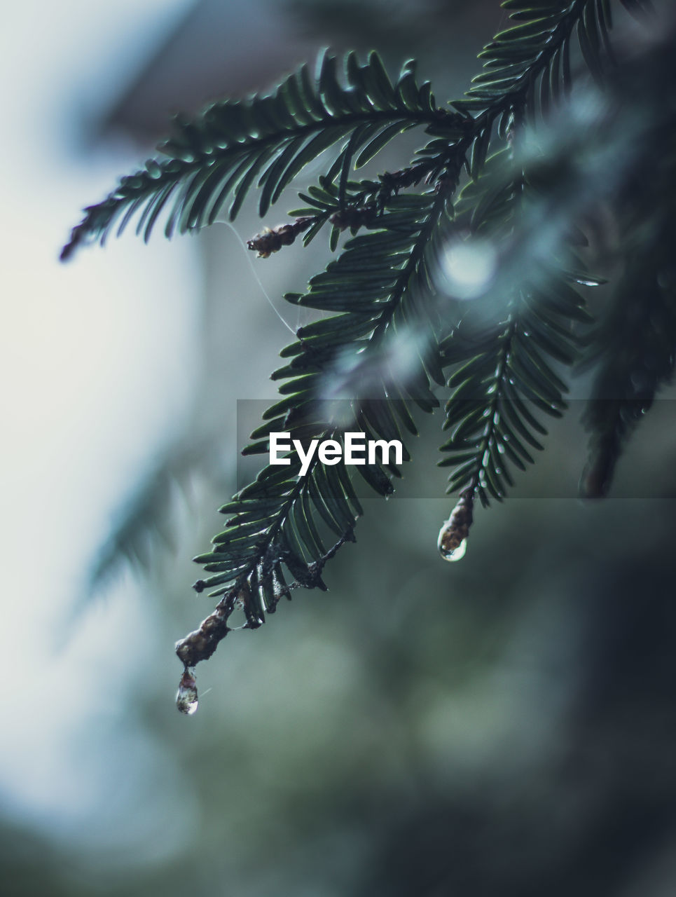 Close-up of raindrops on pine tree