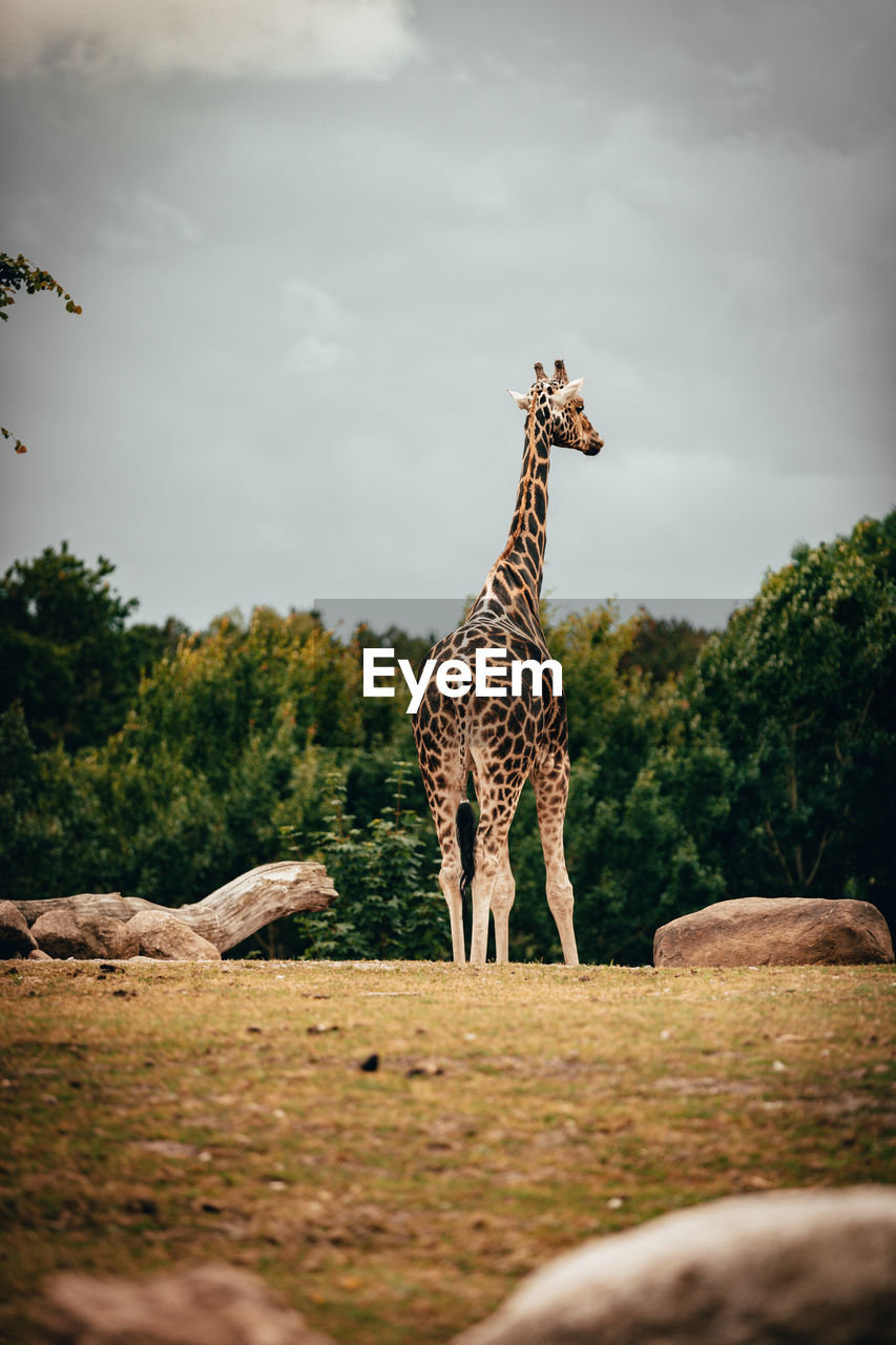 Giraffe standing on field against sky