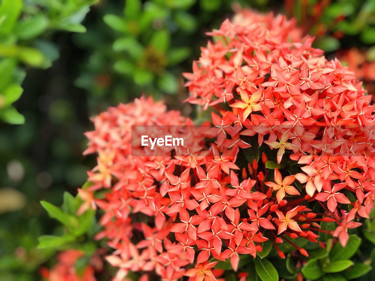 Close-up of white flowering plant