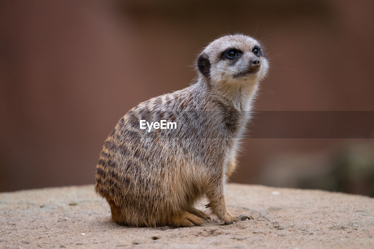 animal themes, animal, animal wildlife, meerkat, one animal, wildlife, mammal, whiskers, close-up, no people, portrait, standing, carnivore, alertness, cute, nature, looking, looking at camera, focus on foreground, full length, guarding, rock, outdoors, sitting, day, animals in captivity
