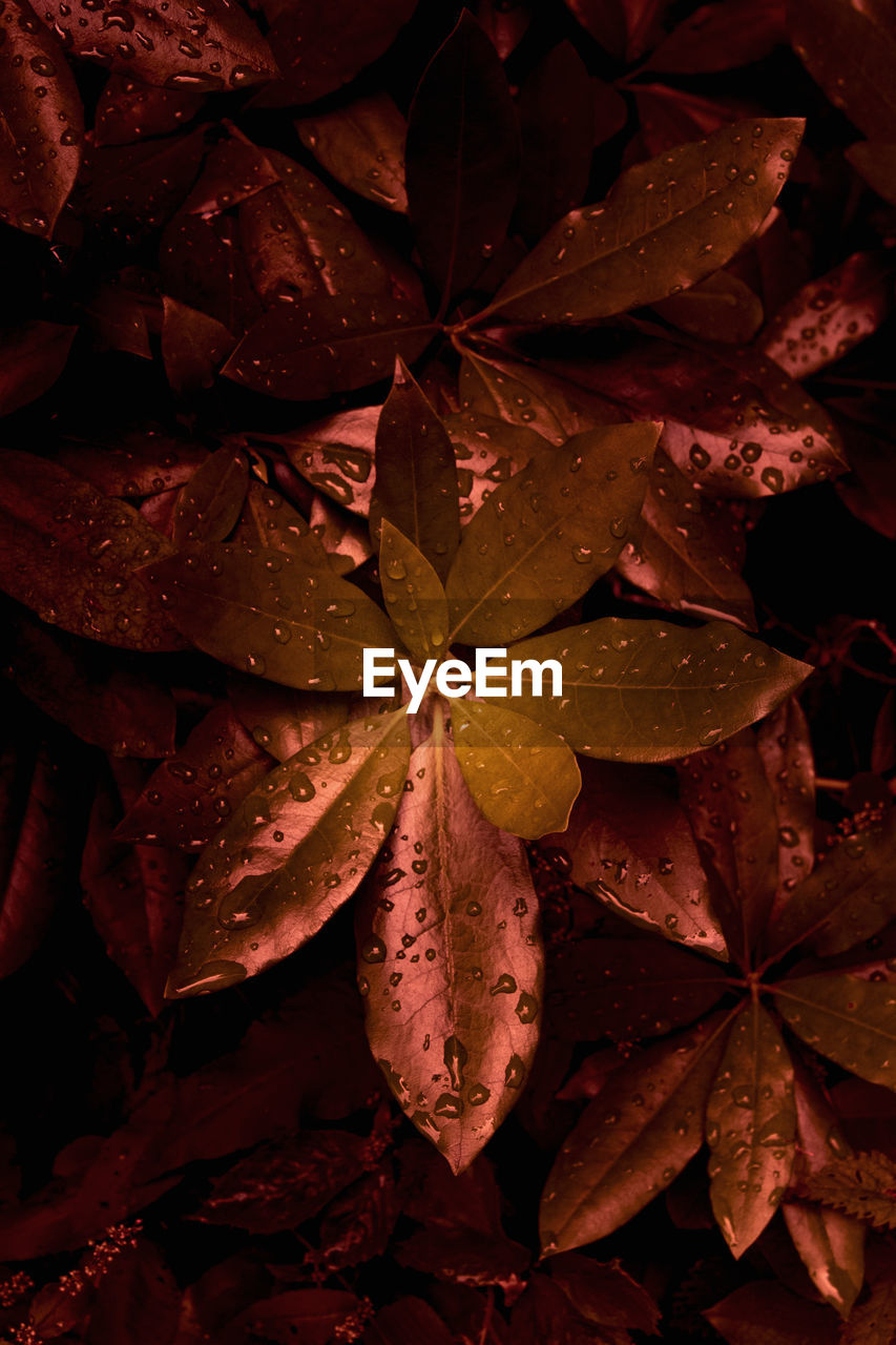 Close-up of wet maple leaves during autumn