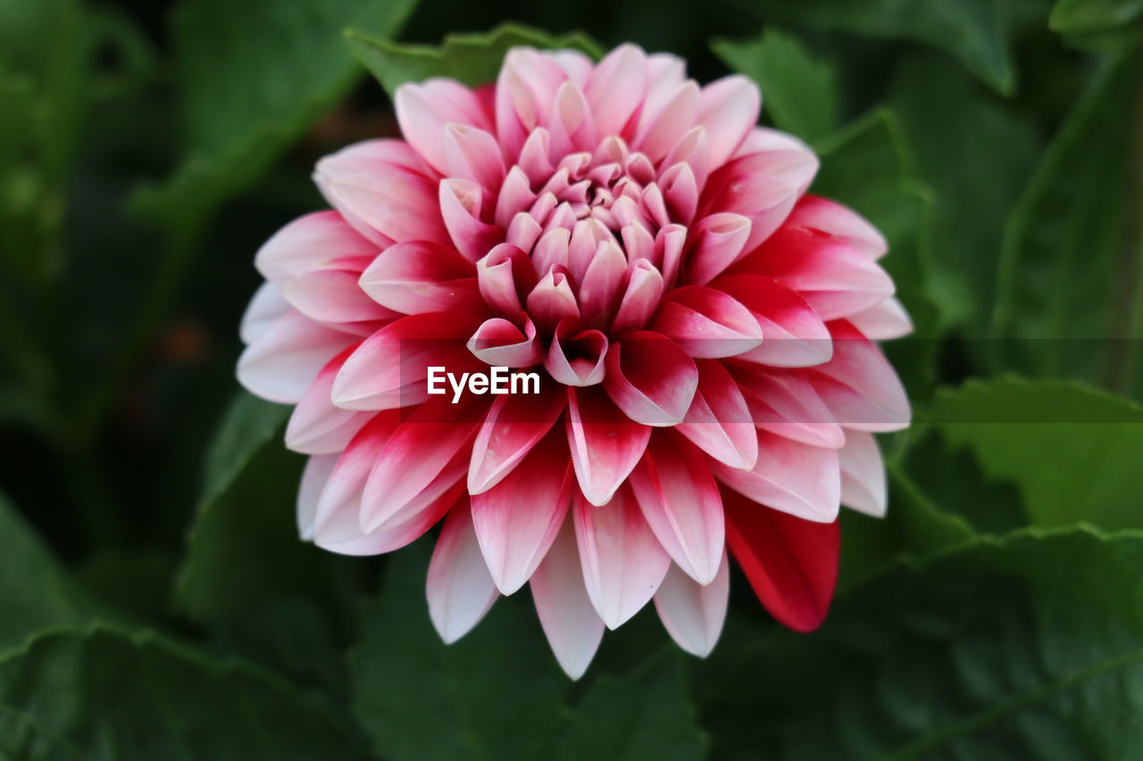 CLOSE-UP OF PINK DAHLIA OUTDOORS