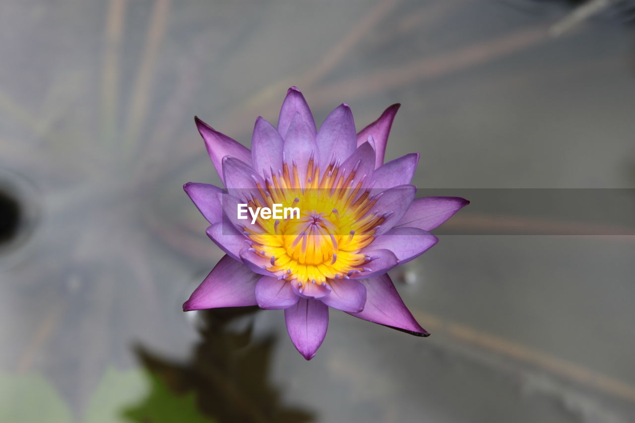 CLOSE-UP OF PINK LOTUS WATER LILY