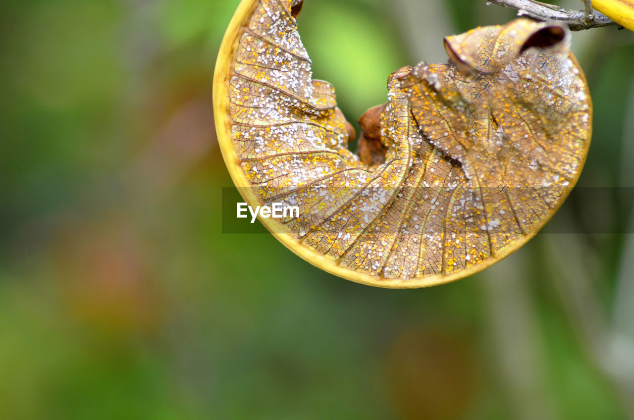 CLOSE-UP OF RAINDROPS ON PLANT