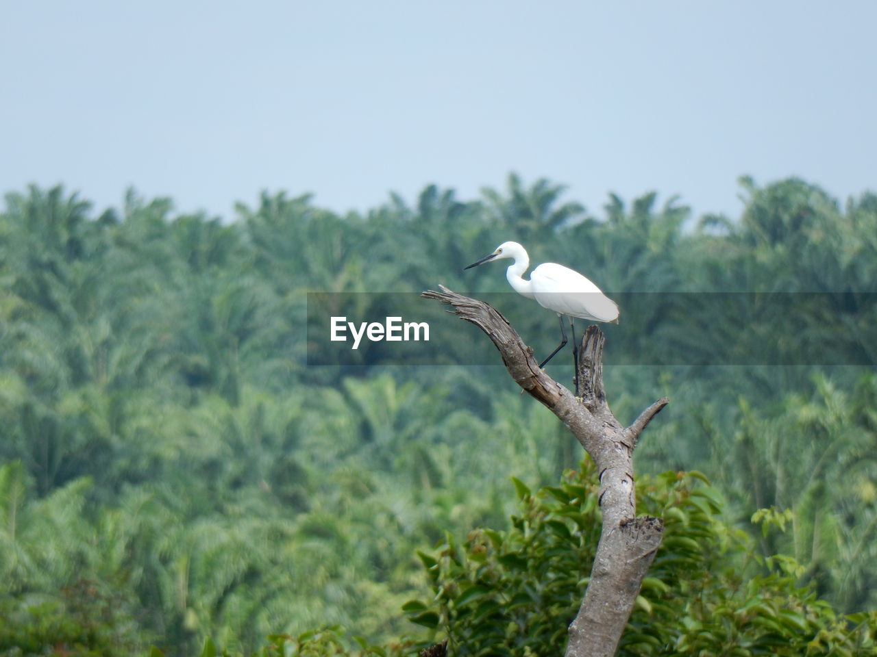 Great egret perching on tree against sky