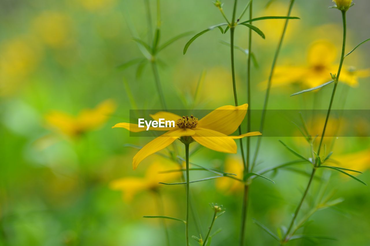 Close-up of yellow flowering plant on field