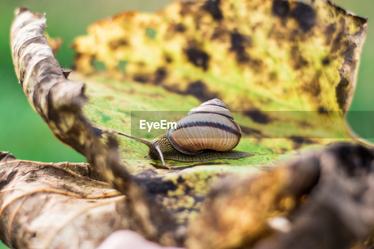 Close-up of snail on rock