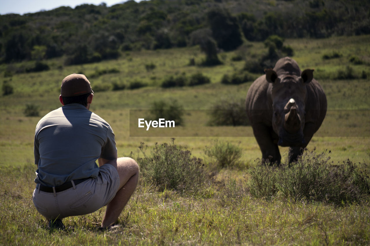 Rear view of man looking at rhinoceros while crouching on field