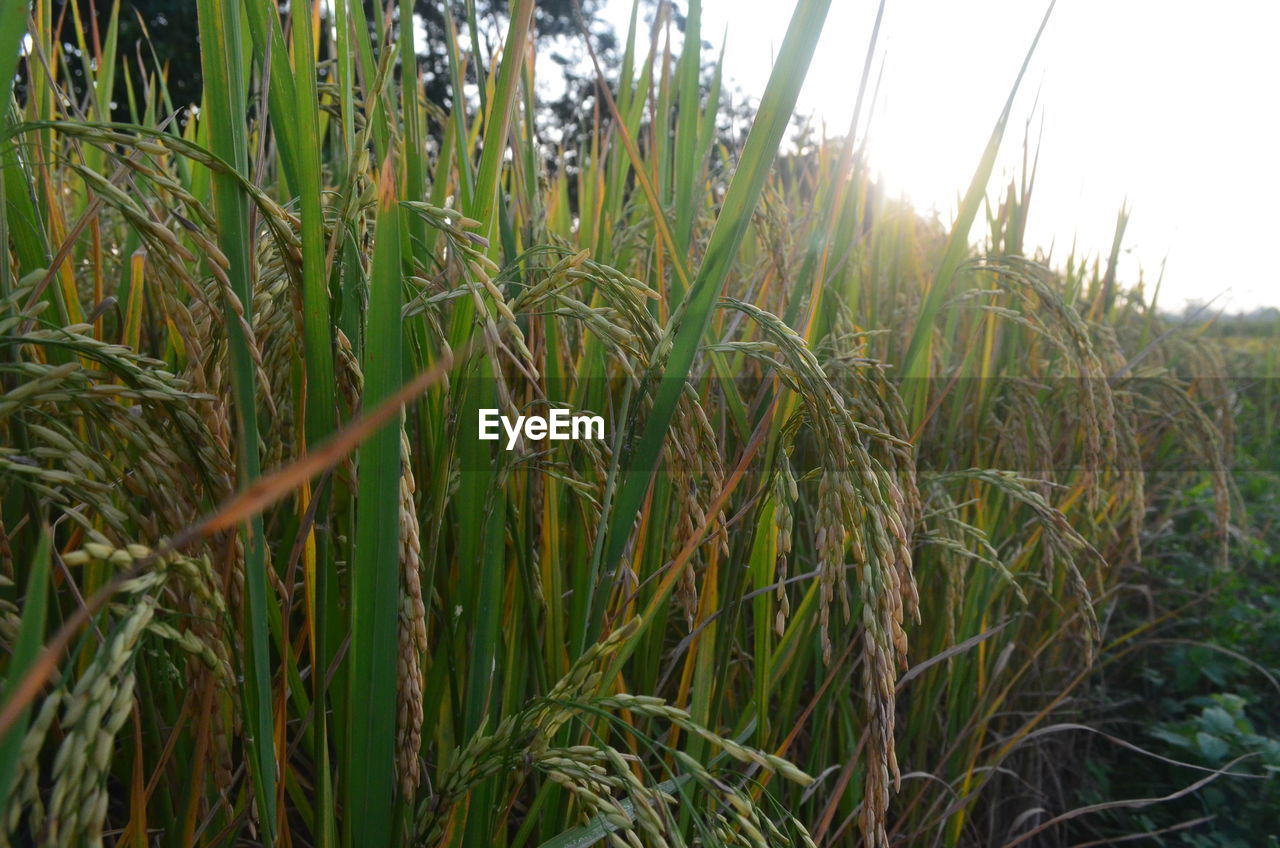 CLOSE-UP OF WHEAT GROWING IN FIELD