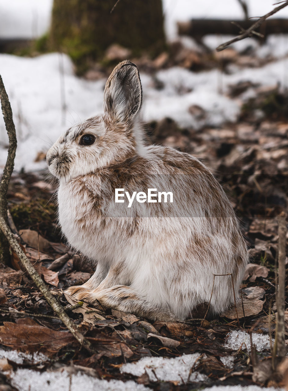 Close-up of rabbit snowshoe hare