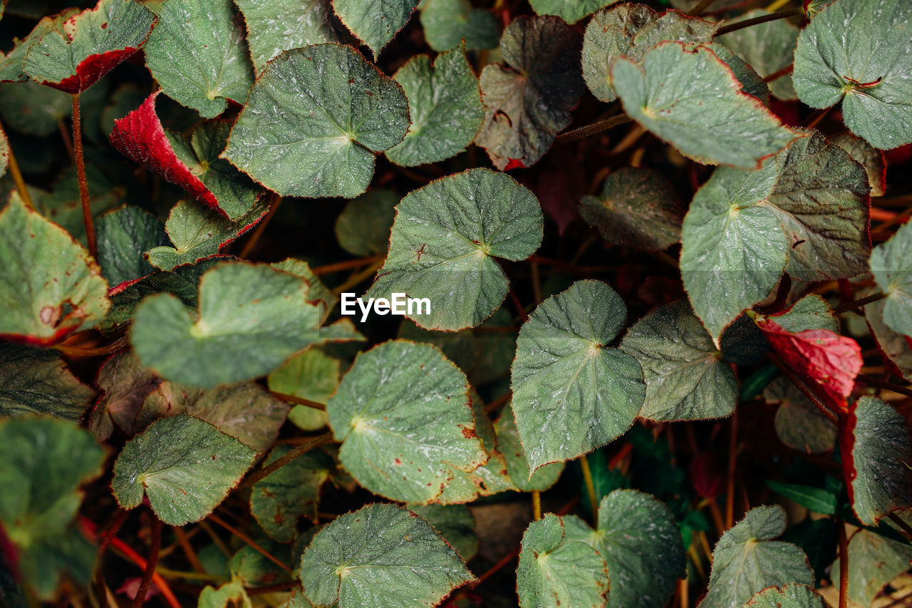 FULL FRAME SHOT OF LEAVES ON PLANT