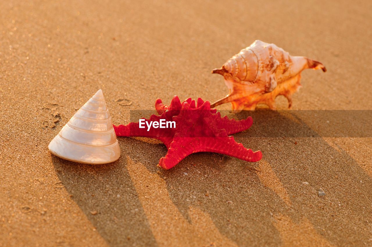 Close-up of shell on beach