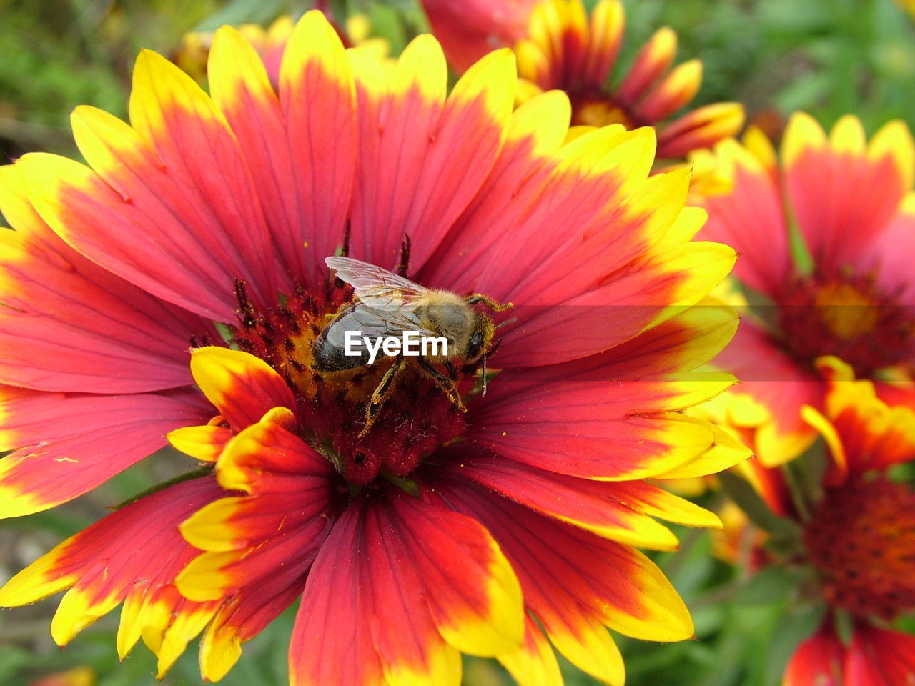 Close-up of honey bee pollinating flower