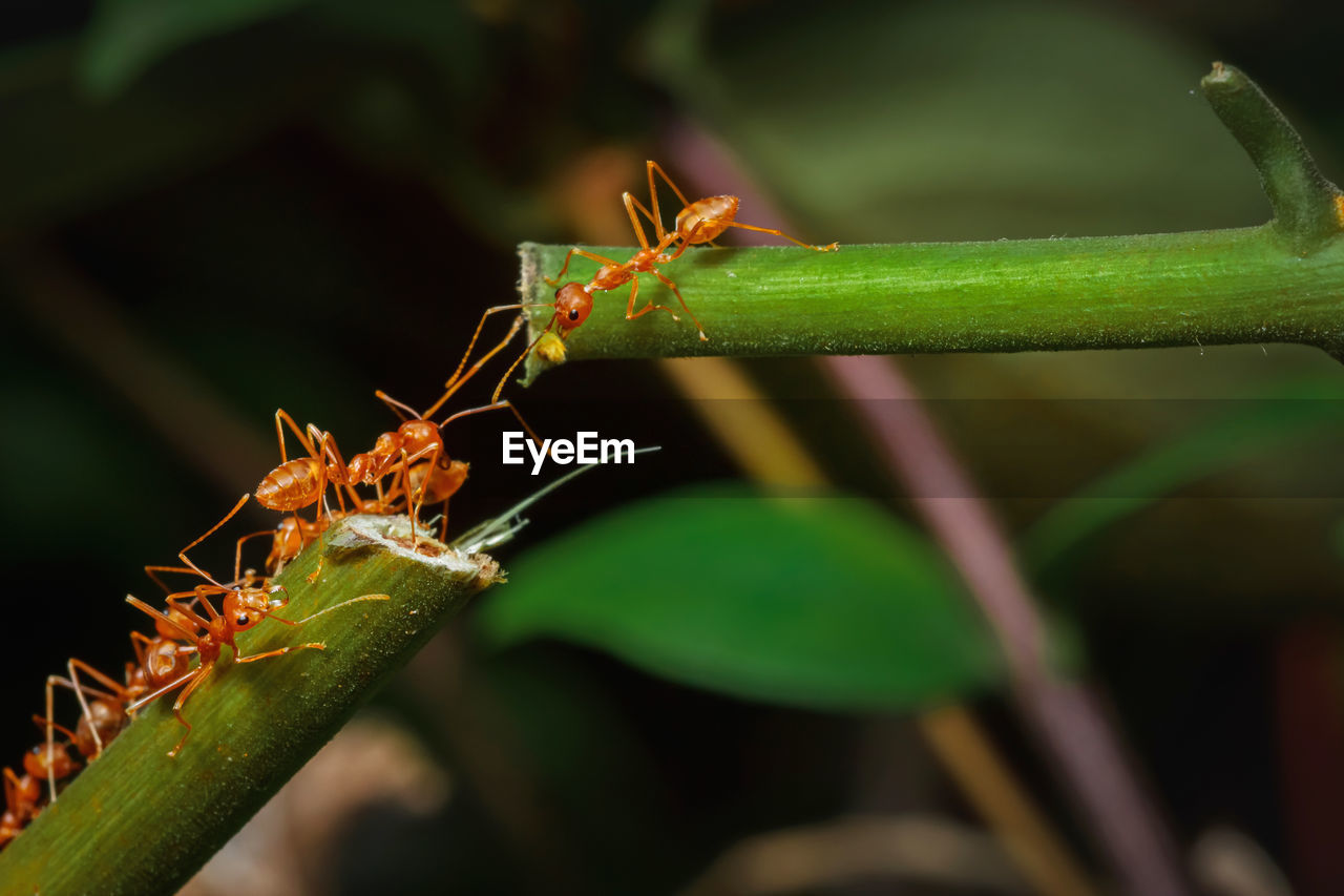 CLOSE-UP OF ANT ON GREEN LEAF