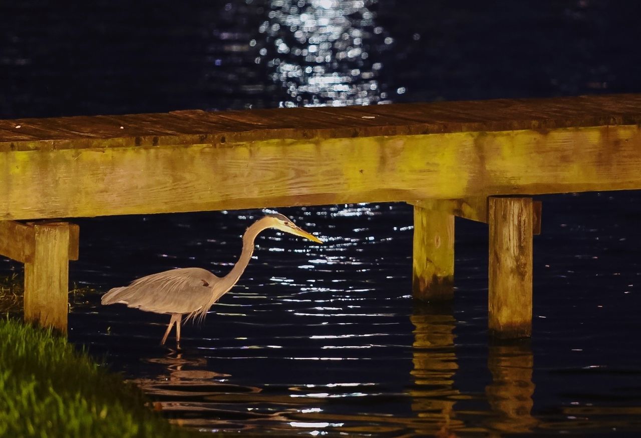 Heron by pier at lake
