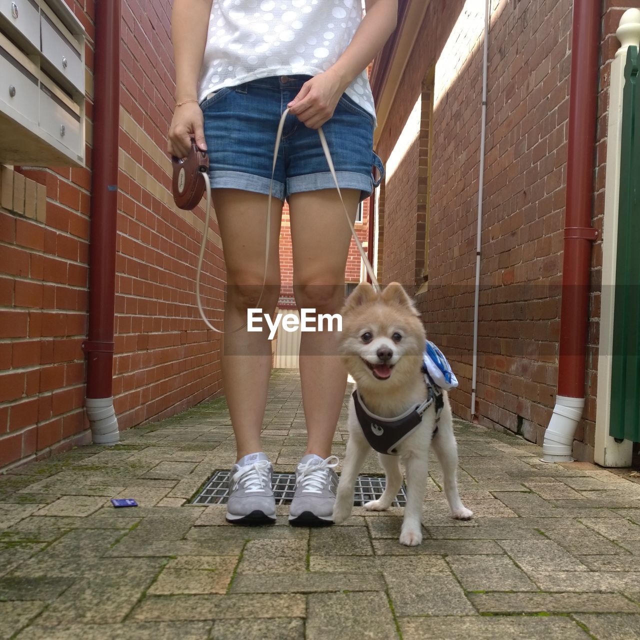 Low section of woman with dog standing in alley