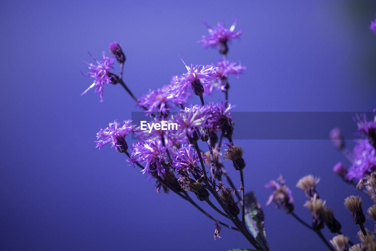 CLOSE-UP OF CHERRY BLOSSOM AGAINST SKY