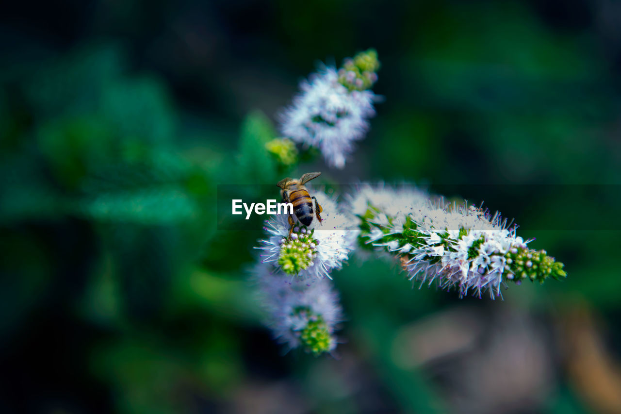 Close-up of bee on white flowers