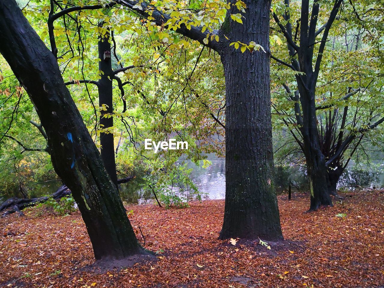 tree, plant, tree trunk, trunk, land, growth, nature, autumn, forest, beauty in nature, tranquility, day, change, no people, park, outdoors, field, tranquil scene, scenics - nature, branch, woodland, fall