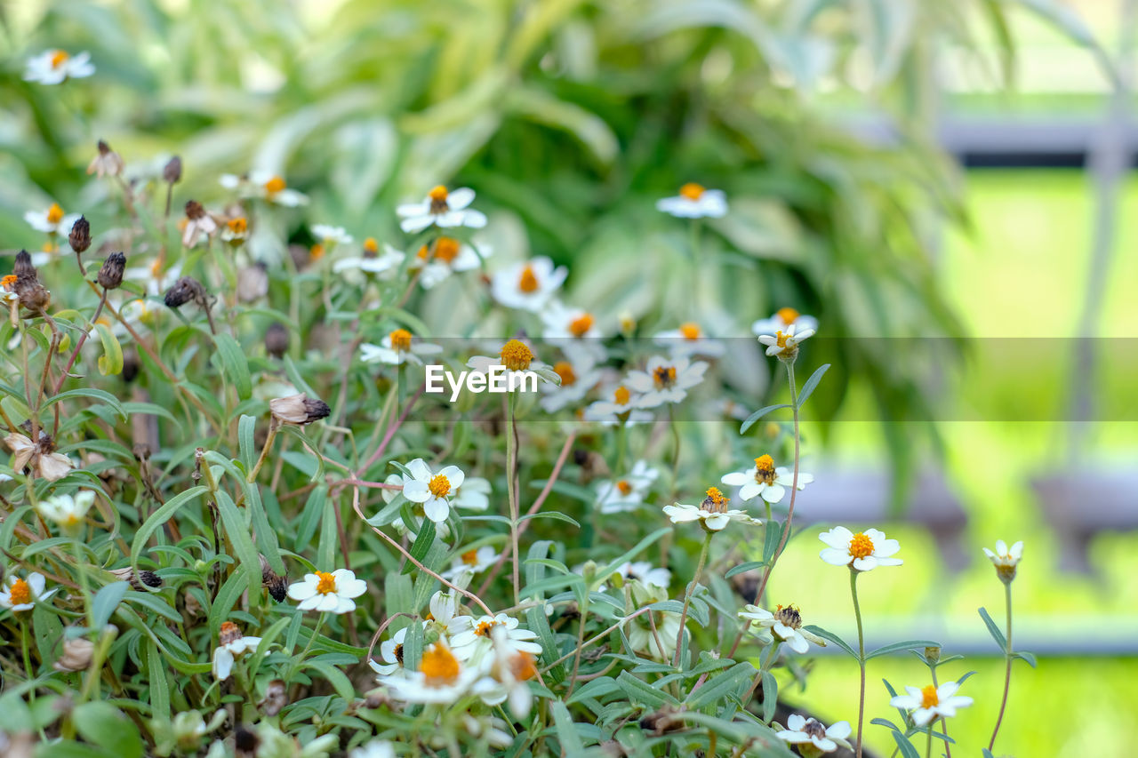 CLOSE-UP OF WHITE FLOWERING PLANT