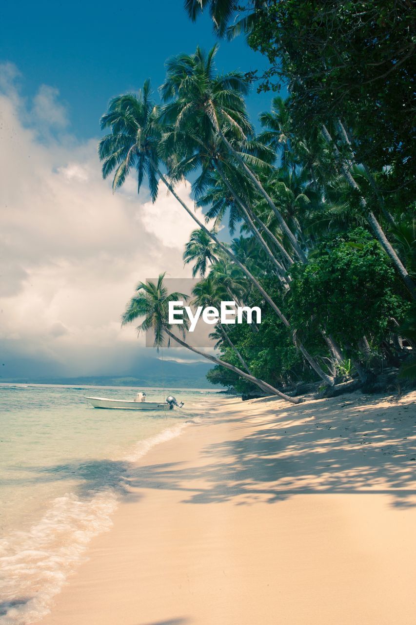 Palm tree on beach against sky