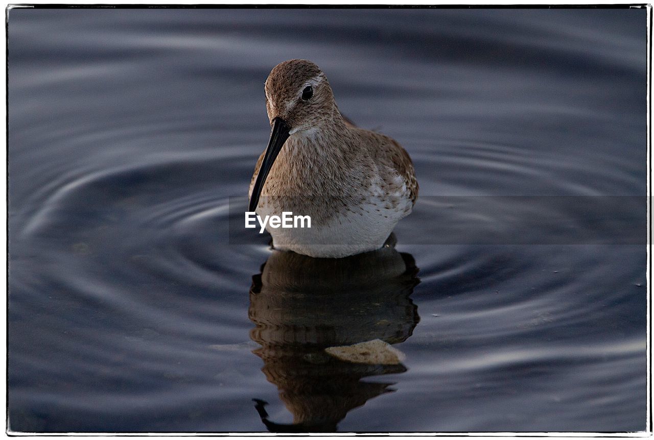 CLOSE-UP OF DUCKS SWIMMING ON LAKE