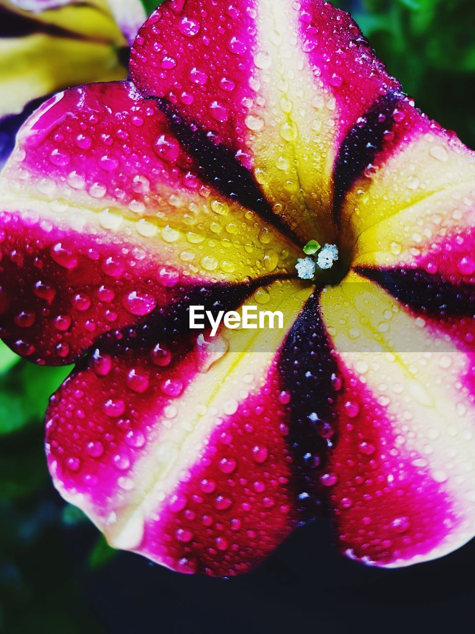 CLOSE-UP OF WET PURPLE FLOWER