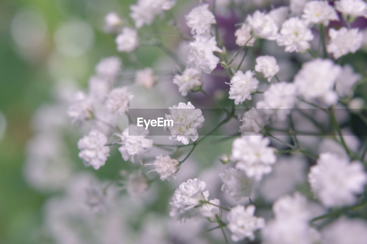 CLOSE-UP OF WHITE FLOWERING PLANTS
