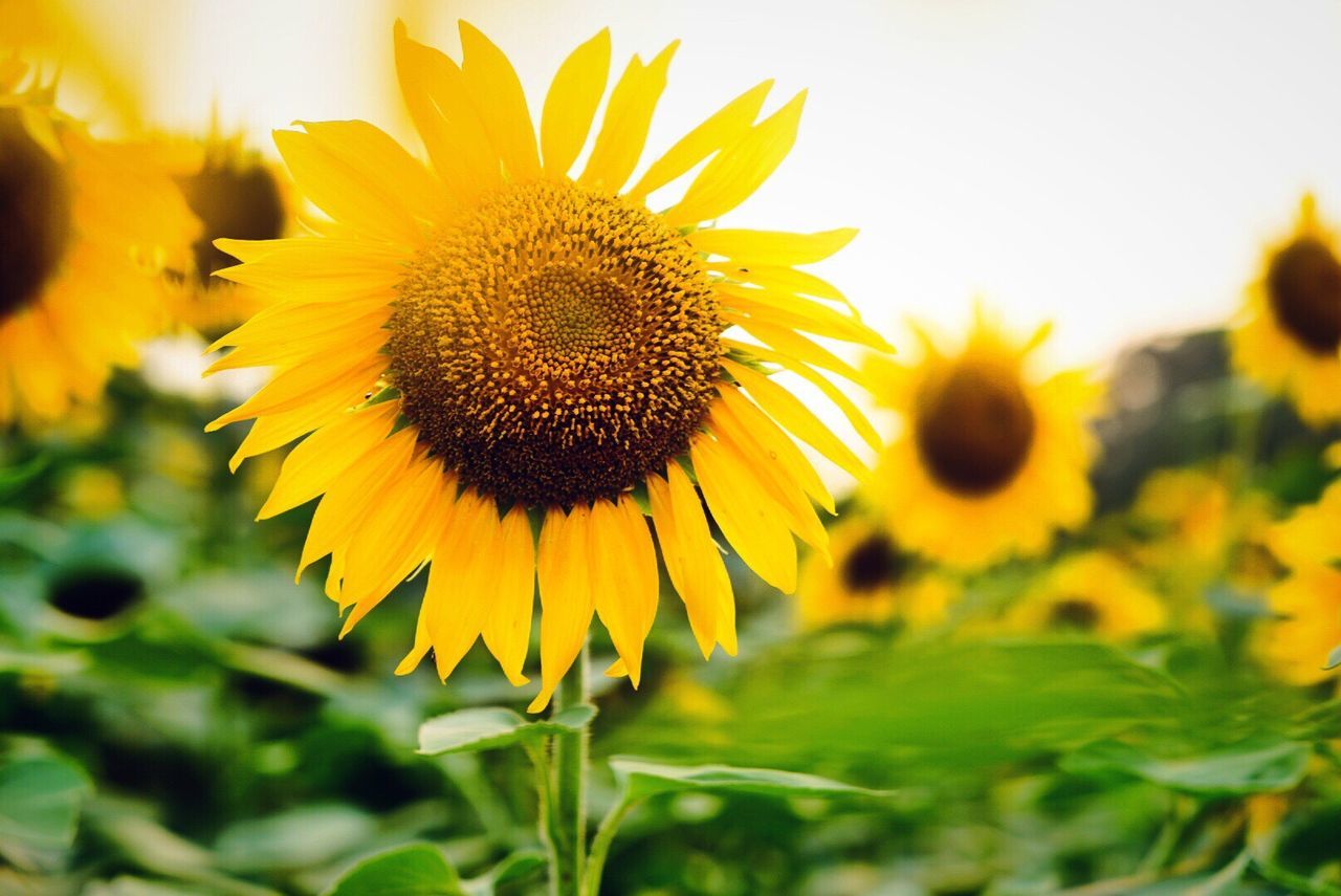 CLOSE-UP OF SUNFLOWER BLOOMING AGAINST SKY