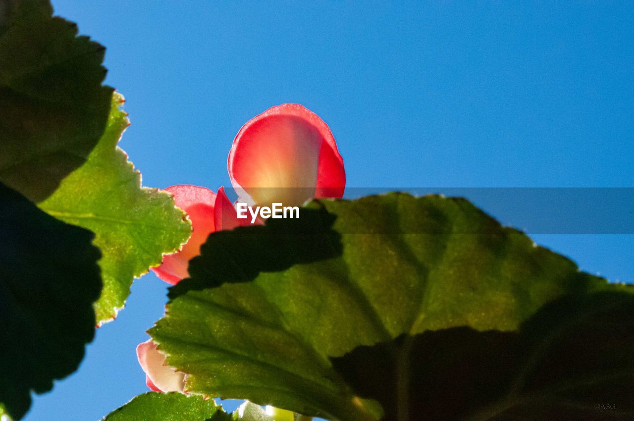 CLOSE-UP OF RED ROSE FLOWER AGAINST BLUE SKY