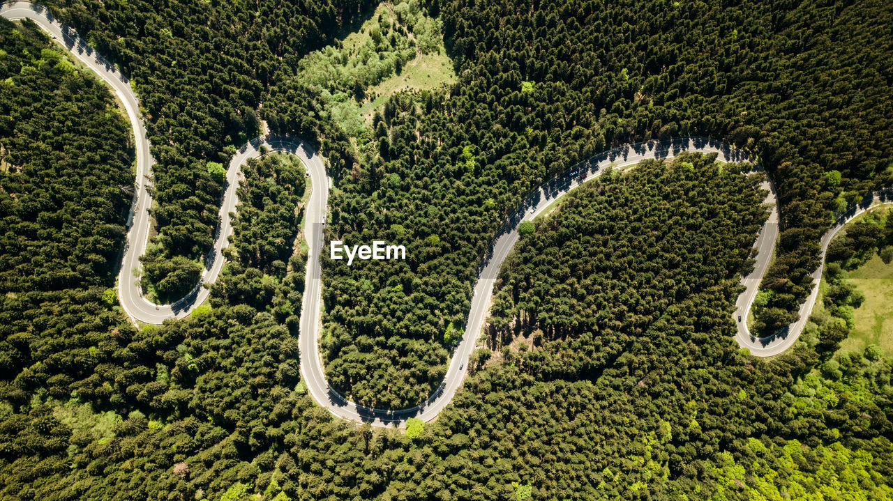 High angle view of road amidst trees in forest