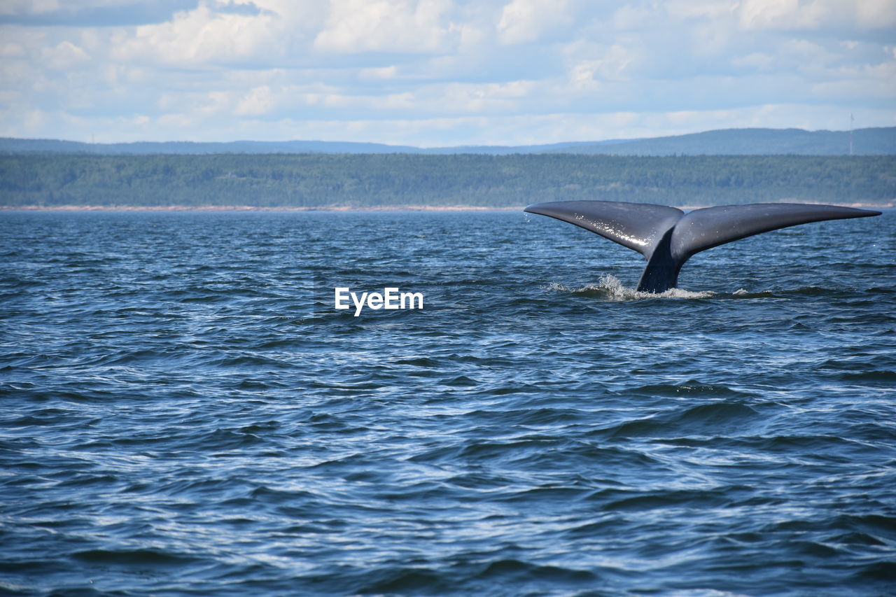 View of whale tail out of water against cloudy sky