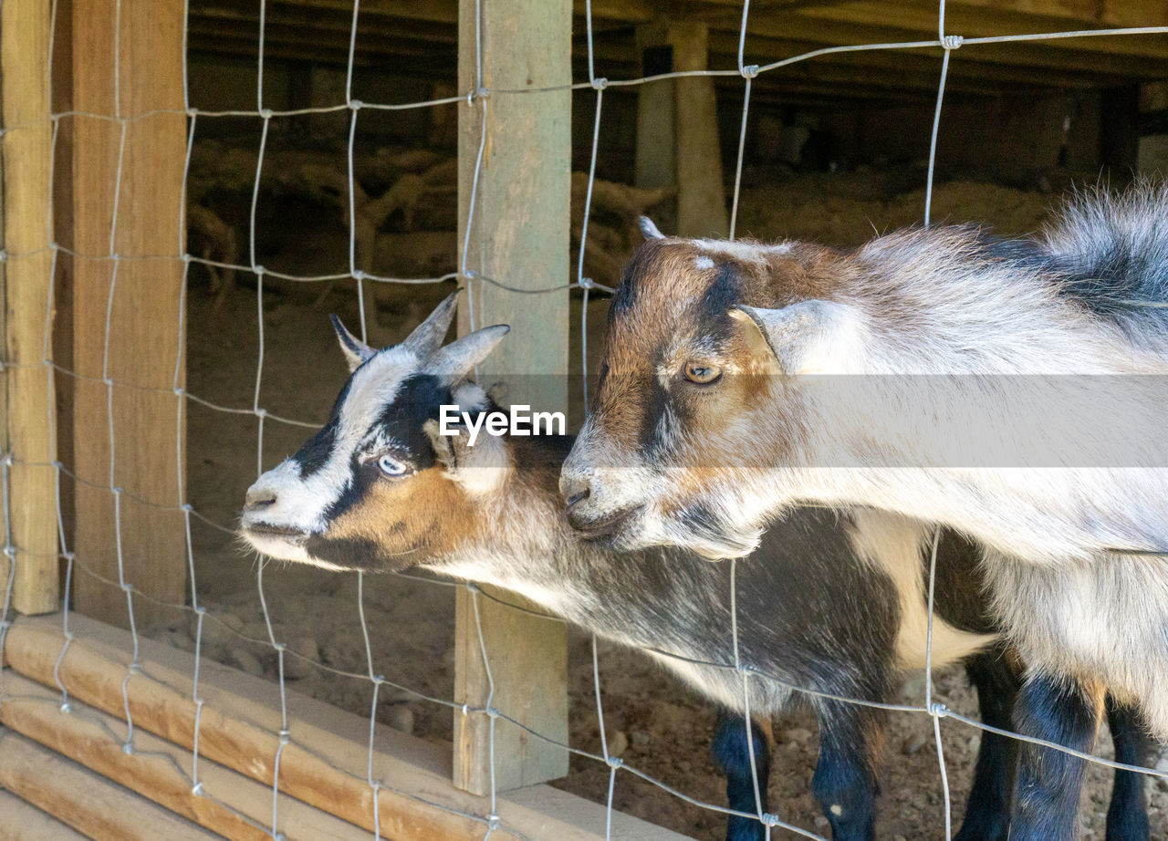 View of two goats on fence at a farm