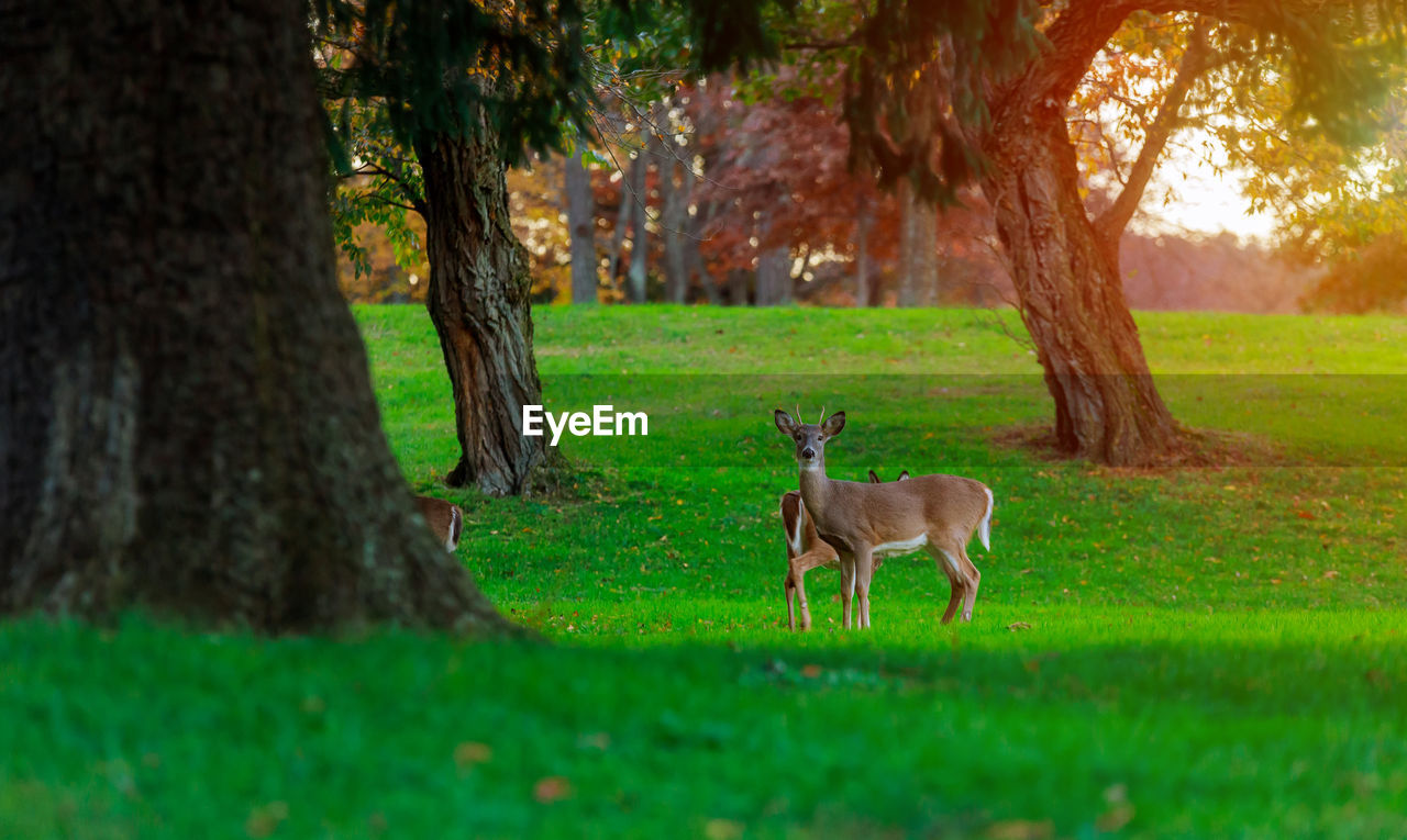 Deer on grass against trees