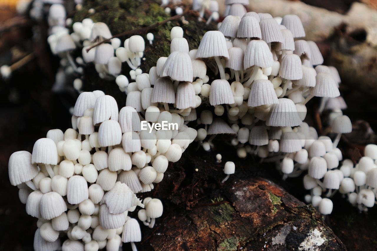 oyster mushroom, mushroom, edible mushroom, fungus, agaricaceae, food, agaricus, nature, white, no people, vegetable, close-up, plant, growth, land, beauty in nature, focus on foreground, outdoors, day, macro photography, pleurotus eryngii, food and drink, flower, forest