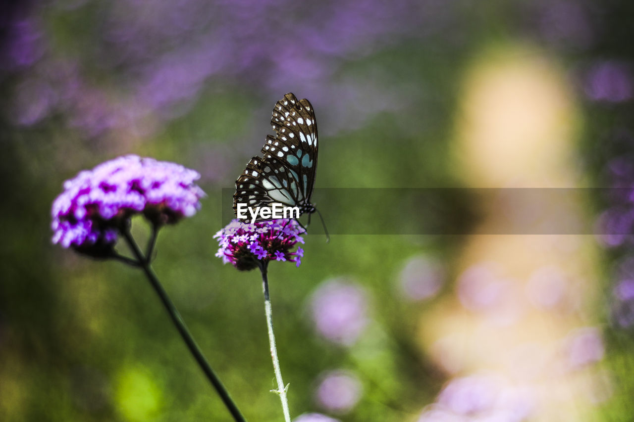 Close-up of butterfly pollinating on purple flower