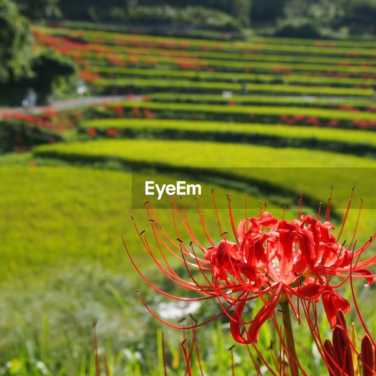 CLOSE-UP OF RED FLOWER GROWING ON FIELD