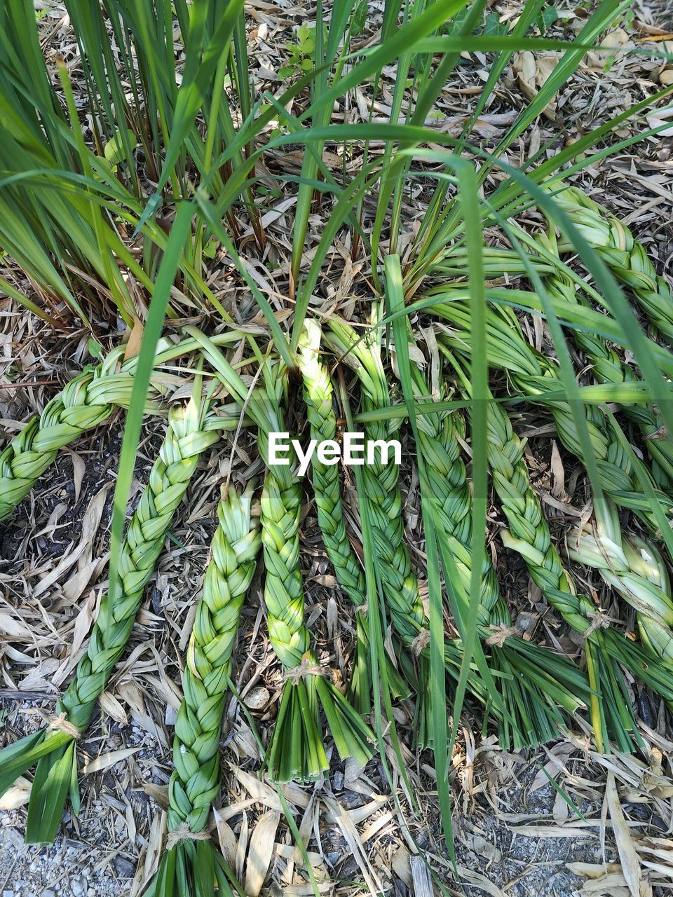 plant, green, growth, nature, field, land, plant part, leaf, day, no people, beauty in nature, high angle view, grass, flower, tranquility, outdoors, close-up, tree, full frame, backgrounds