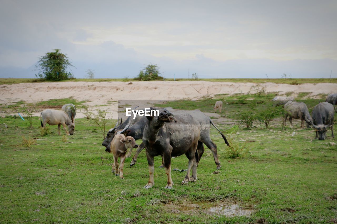 COWS GRAZING ON FIELD