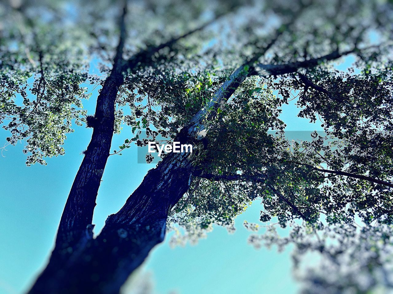 CLOSE-UP OF SPIDER WEB ON TREE AGAINST SKY