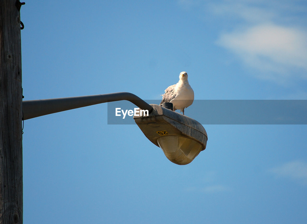 LOW ANGLE VIEW OF SEAGULL PERCHING ON A BIRD