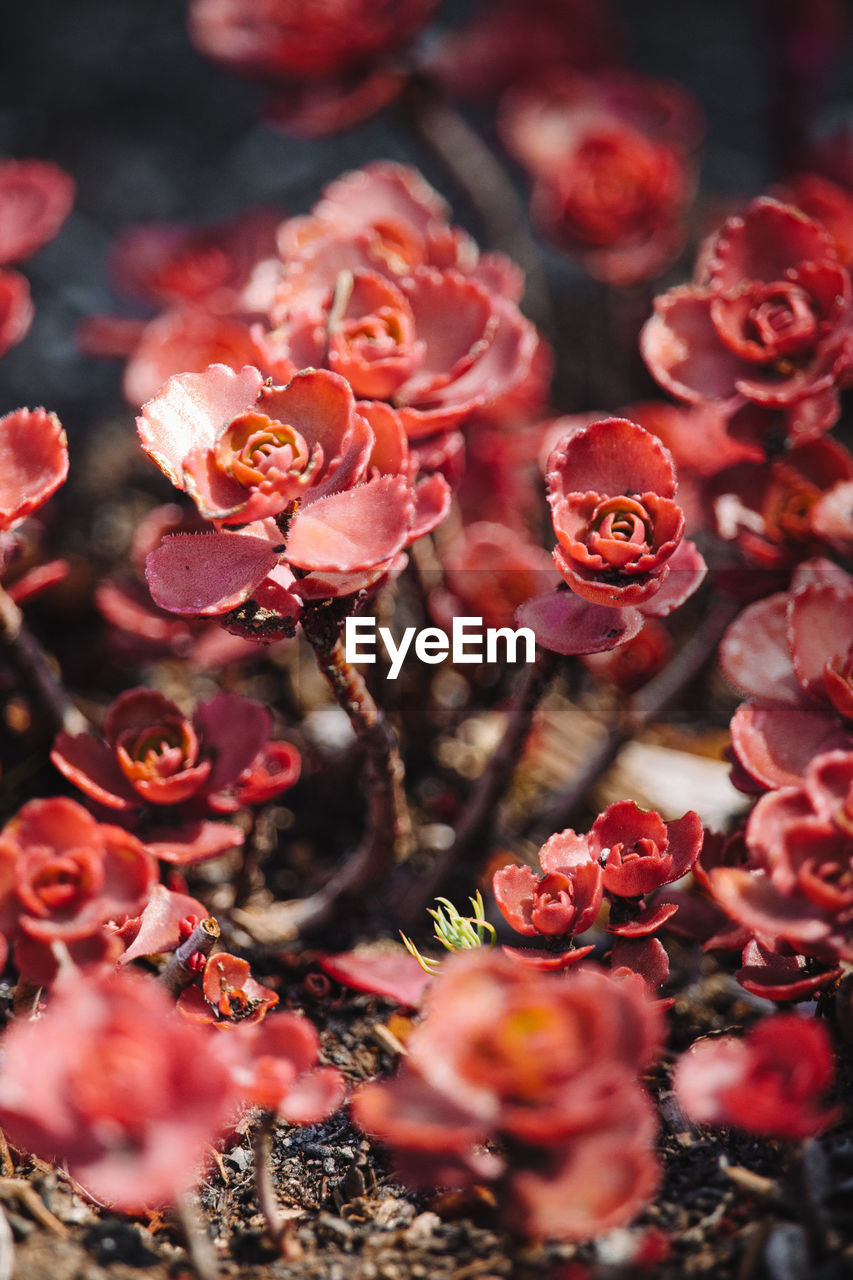 Close up view of red flowers in a garden
