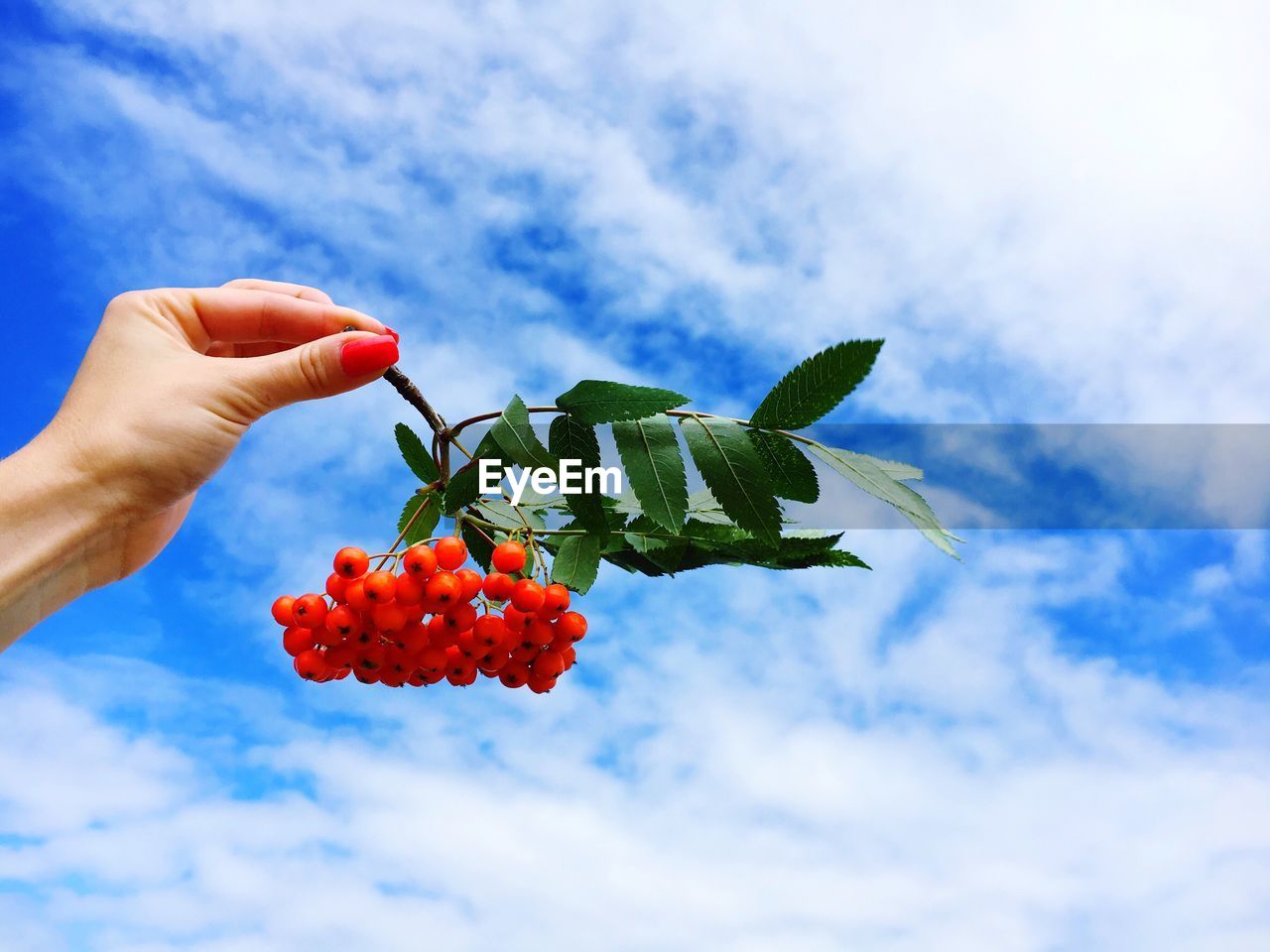 Cropped image of woman holding rowanberries against sky