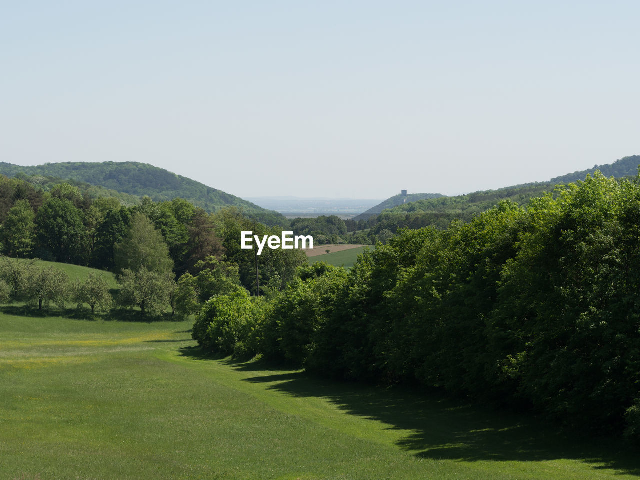 SCENIC VIEW OF TREES AGAINST CLEAR SKY